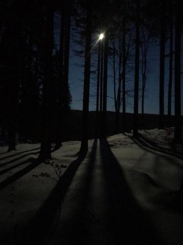 a street light in the middle of a forest at night at Dziewięćsił-domek w górach in Duszniki Zdrój