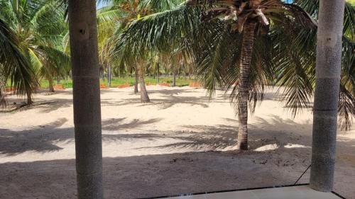 un grupo de palmeras en una playa de arena en Casa da Bênção - Praia de Moitas en Amontada