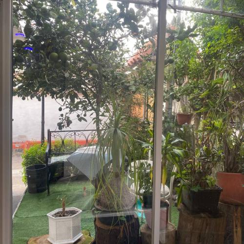 a garden with a tree in a window at Calu L' Petit Hostel in Quito