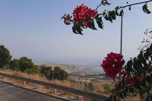a bunch of red roses hanging from a tree next to a road at Self-Contained Garden apartment with Galilee sea & mountains view 2 in Safed