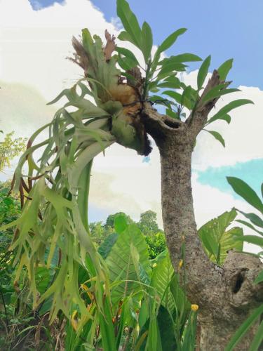a tree with a bunch of bananas growing on it at Heri house ubud in Ubud