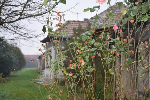 a bush with flowers in a yard next to a house at Tom Schmid-Allone in Sármellék