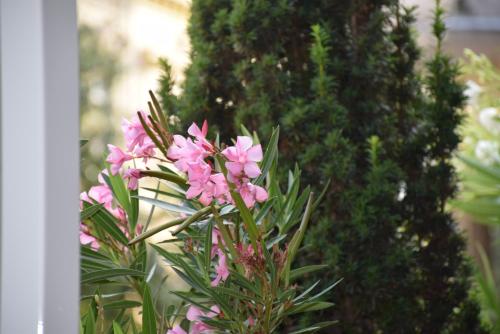 a bunch of pink flowers in front of a tree at Tom Schmid-Allone in Sármellék