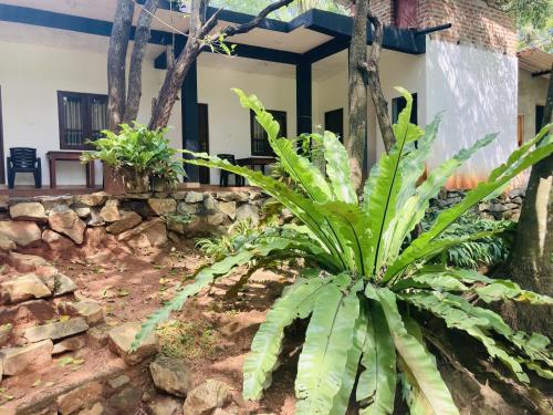 a large green plant in front of a house at Nugasewana Guest in Anuradhapura