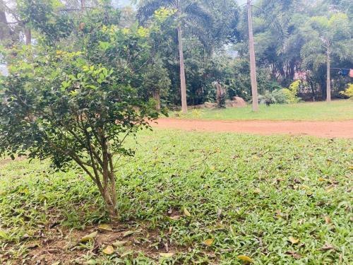 a small tree in the middle of a field at Nugasewana Guest in Anuradhapura