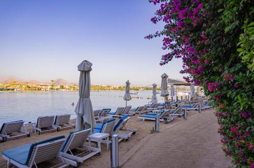 a row of chairs and umbrellas on a beach at Marina Sharm Hotel in Sharm El Sheikh