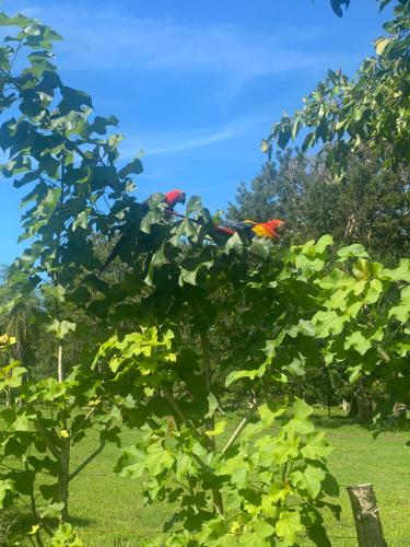 Paraiso las Lapas – Photos 4