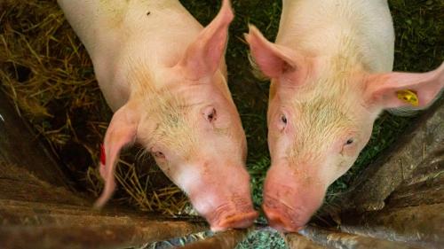 Animales en la habitación en casa particular o alrededores