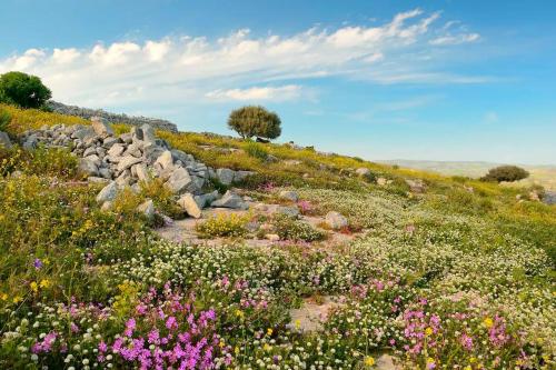 a field of flowers on top of a hill at Villa Dolce Valle in Ragusa
