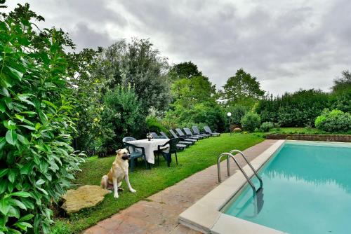 a dog is sitting next to a swimming pool at Agriturismo Corvaia in Radicofani