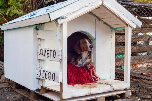 a dog is sitting in a dog house at DevIn Coworking & Coliving in Devin