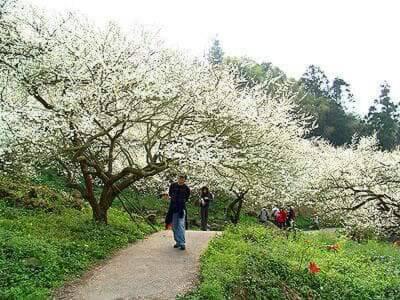 a man walking down a path with flowering trees at 梅園小築民宿 in Chishang