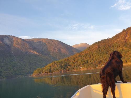 a dog standing on the bow of a boat on a lake at Olden Panorama Apartments - Fjord view - High Standard in Olden