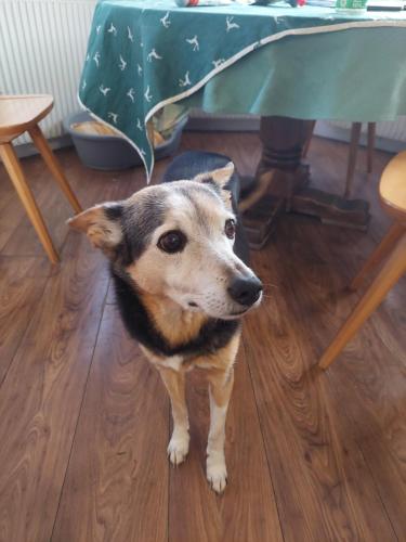 a dog standing on a wooden floor next to a table at Landhaus Aubauerngut in Radstadt