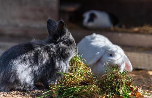 a black rabbit standing next to a pile of grass at Ubytování na samotě - Apartmán U Tesařů in Komařice
