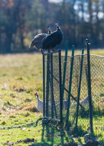 two birds are standing on a cage in a field at Ubytování na samotě - Apartmán U Tesařů in Komařice