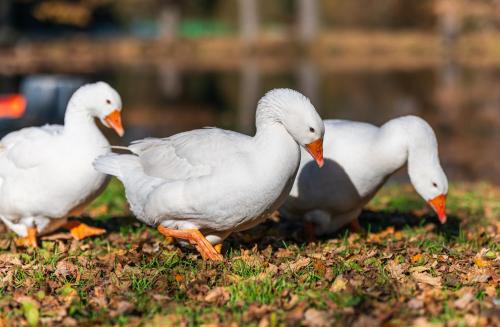 three white ducks are walking on the grass at Ubytování na samotě - Apartmán U Tesařů in Komařice