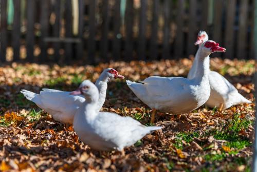 a group of white ducks standing in the grass at Ubytování na samotě - Apartmán U Tesařů in Komařice