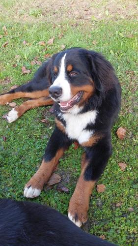 a brown and black dog laying on the grass at Landhaus Aubauerngut in Radstadt