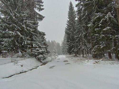 a snow covered road in a forest with trees at Strażnica Pod Lasem in Lasowka