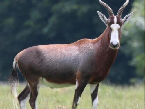 an animal standing in a field of grass at Mzimkhulu Ranch & Resort in Dinokeng Game Reserve