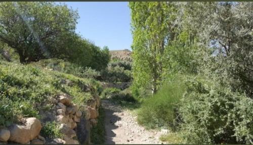 a dirt path with trees and rocks on a hill at Dana Rose camp outdoor camping in Dana