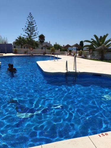 una piscina azul con un perro en el agua en Nerja with view en Nerja