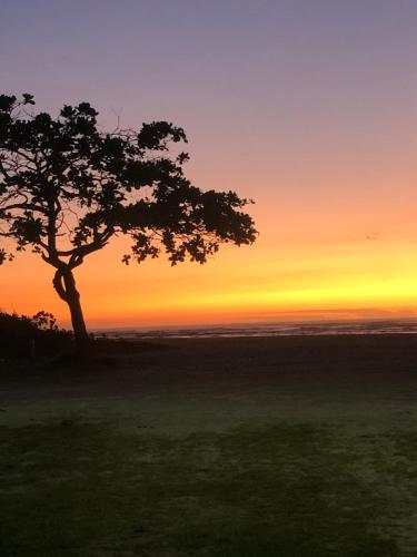 a tree in a field with a sunset in the background at Camping beira mar in Bertioga