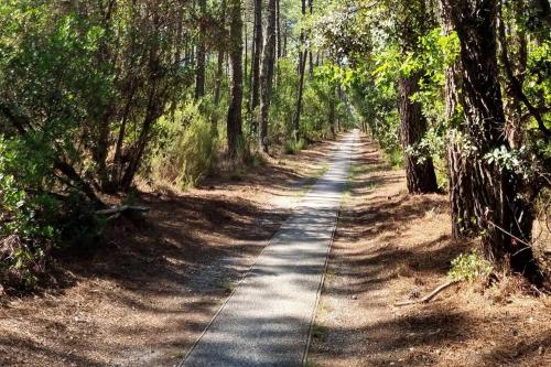 un chemin de terre avec des arbres des deux côtés dans l'établissement Appart moderne grande piscine Lacanau océan pinède, à Lacanau