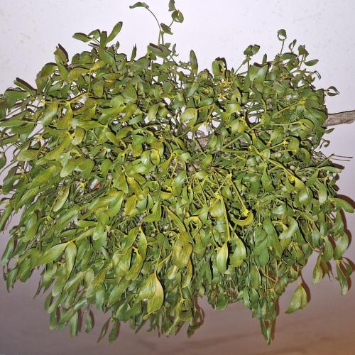 a bunch of green bananas hanging from a ceiling at Willa Marysin in Maków Podhalański