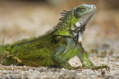 Animales en el albergue o alrededores