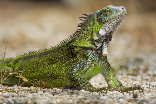 a green lizard sitting on the ground at SelvaToSleep in Quepos