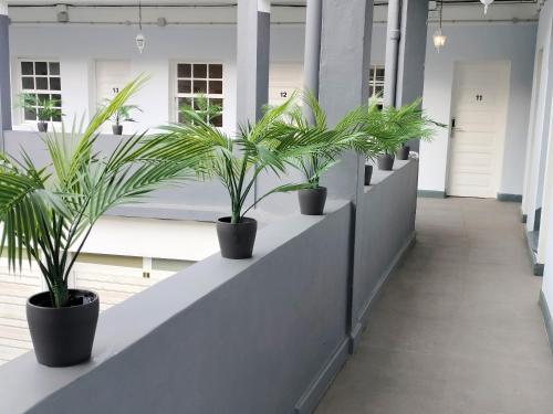 a row of potted plants on a wall in a hallway at Room27- city center in La Laguna