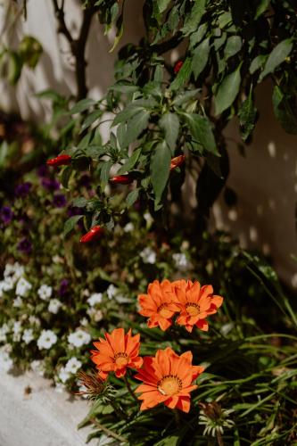 a group of orange flowers in a garden at Il Giardino della Tartaruga in Genova
