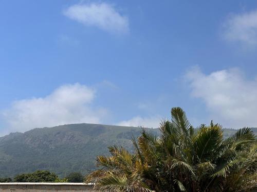 a palm tree with a mountain in the background at WeMukelekile (you are welcome) in Lobamba