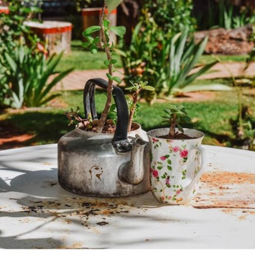 a watering can with two potted plants on a table at Eldorado Lodge CC in Kuruman