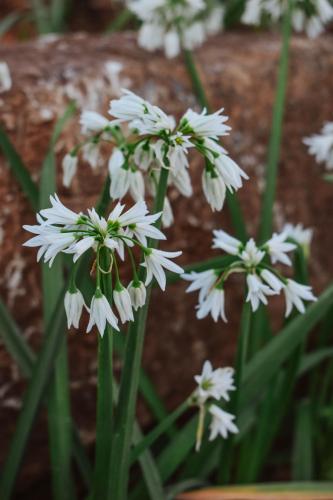 a group of white flowers in front of a rock at Eldorado Lodge CC in Kuruman