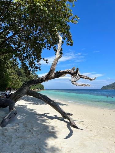 un árbol en una playa de arena con el océano en Captain Budget Guesthouse กัปตันเกสต์เฮาส์, en Ko Lipe