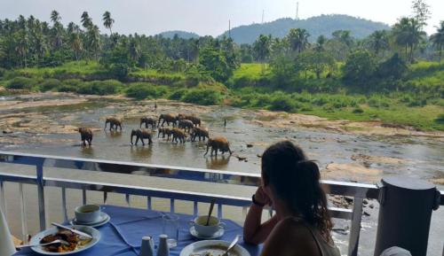 a woman talking on a cell phone with a herd of elephants in a river at Chanaka house in Kegalle