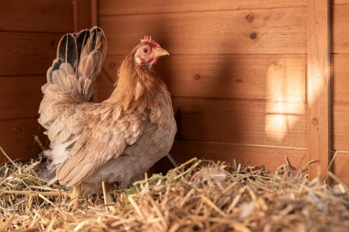 a chicken standing on a pile of hay in a barn at Ausserwieserhof in Neustift im Stubaital