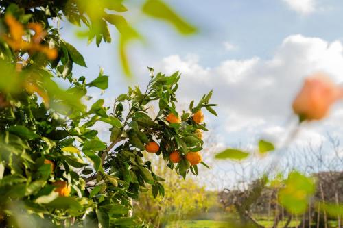an orange tree with a bunch of oranges on it at Garden house Kablar in Pula