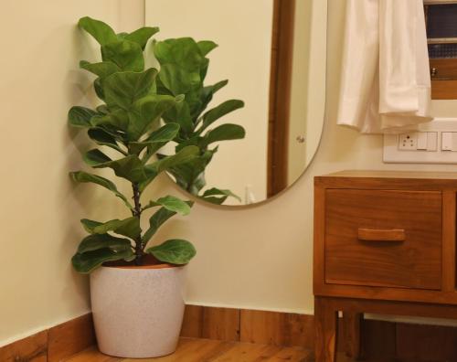 een potplant in een badkamer met een spiegel bij SHORE STORIES in Alleppey