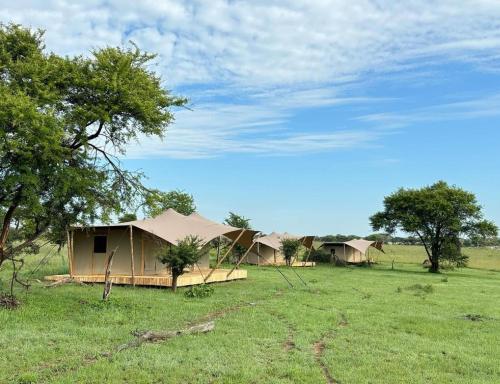 a group of tents in a field with trees at Anantya Serengeti in Serengeti