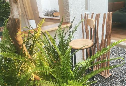 una sedia in legno e una pianta in una stanza di BabaHouse2 - Homestay TP Vinh, view sân vườn a Yên Dung (1)