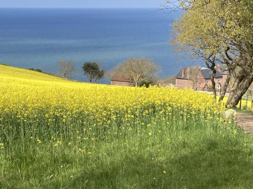 a field of yellow flowers in a field of grass at Petite Source in Varengeville-sur-Mer