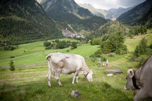 a cow grazing in a field of grass in a mountain at Hotel Schölzhorn Superior in Racines