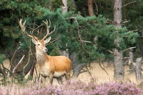 a deer with large antlers standing in a forest at Chalet Relax in Zutendaal
