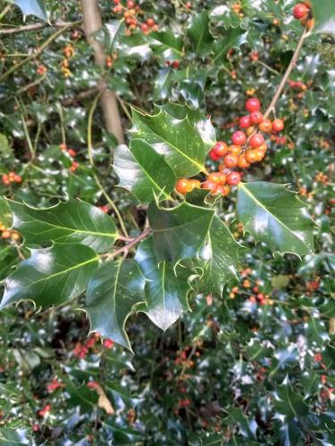 a tree with red berries and green leaves at Chalet - l'Endoxyle in Froid-Chapelle
