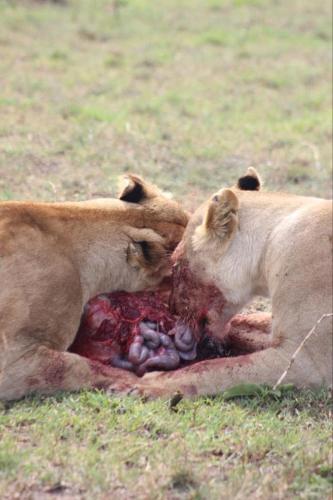 two lions playing with a dead animal in a field at KANUNKA HOUSE in Sekenani