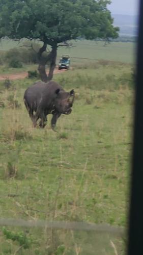 a rhino running in a field with a car in the background at KANUNKA HOUSE in Sekenani